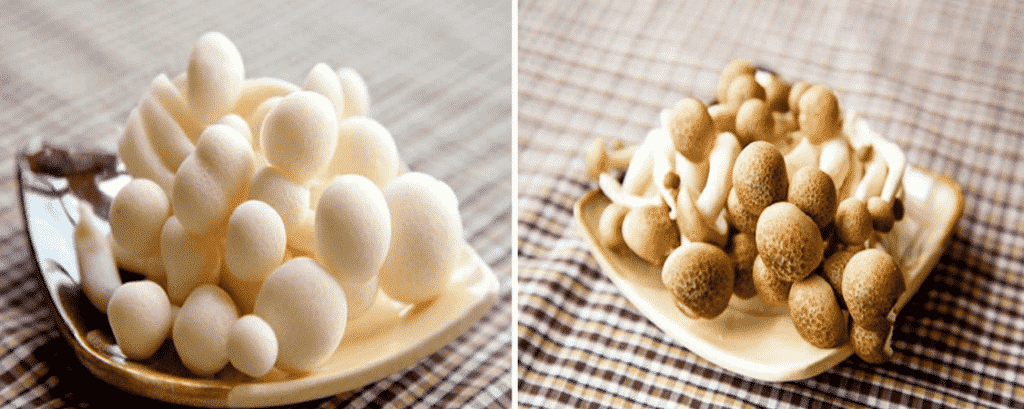 Nấm linh chi chế biến thế nào để giữ trọn dinh dưỡng?