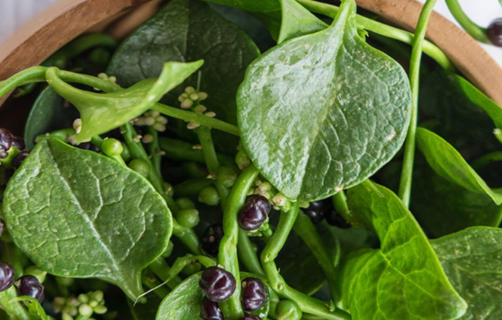 Vì sao nên ăn rau mồng tơi vào những ngày nắng nóng?