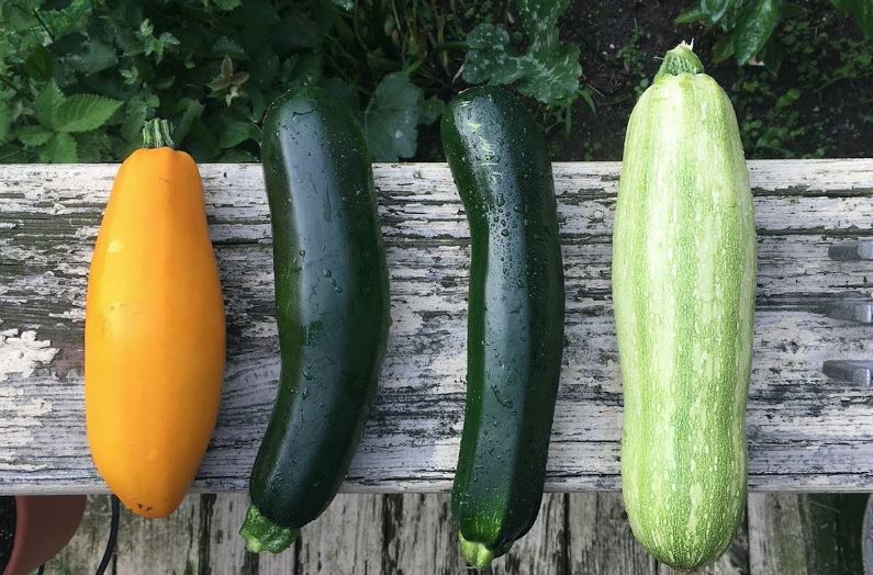 Những lợi ích từ bí ngòi mang lại có thể Mẹ chưa biết