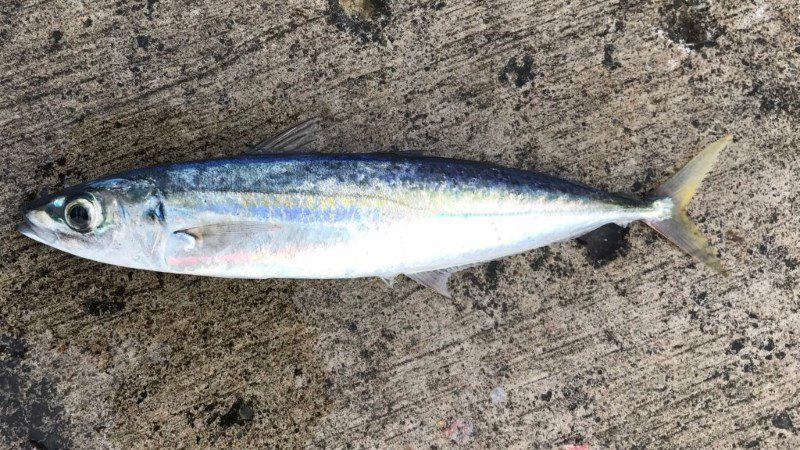 Mẹo chọn cá nục tươi ngon, sơ chế hết sạch mùi tanh