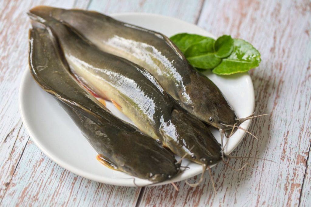 cá trê tươi dùng để kho